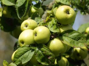 Apple tree branch with green apple fruits ready for harvesting